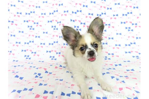 商談中の千葉県のミックス犬-379892の8枚目