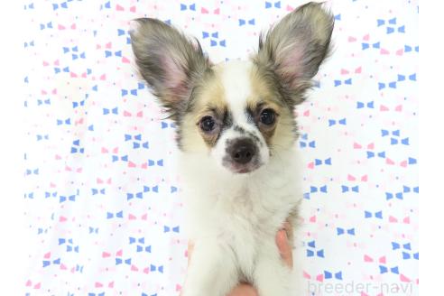 商談中の千葉県のミックス犬-379892の7枚目