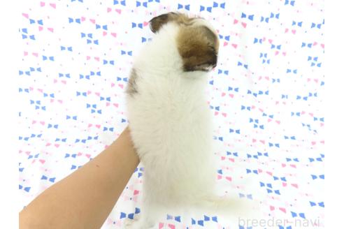 商談中の千葉県のミックス犬-379892の6枚目