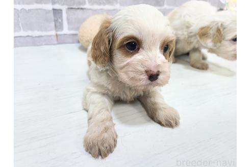 販売中の東京都のキャバプー:キャバリア×トイプードル-394779の20枚目