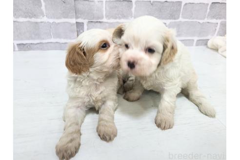 販売中の東京都のキャバプー:キャバリア×トイプードル-394779の12枚目