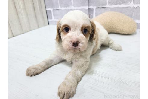 販売中の東京都のキャバプー:キャバリア×トイプードル-394779の5枚目