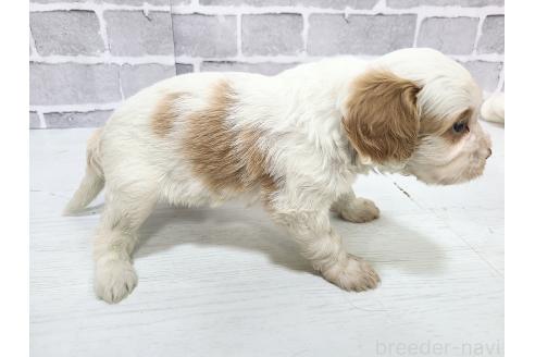 販売中の東京都のキャバプー:キャバリア×トイプードル-394779の2枚目