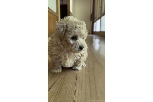 販売中の山口県のタイニープードル-394787の4枚目