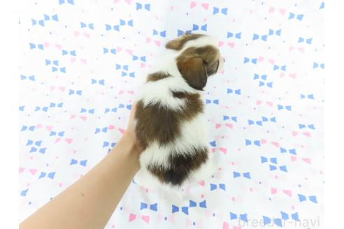 販売中の千葉県のパピヨン-391540の10枚目