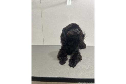 販売中の神奈川県のミックス犬-394789の8枚目
