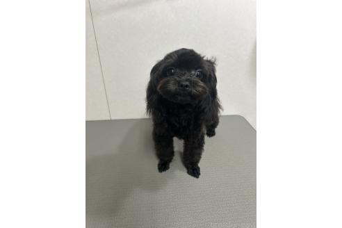 販売中の神奈川県のミックス犬-394789の7枚目