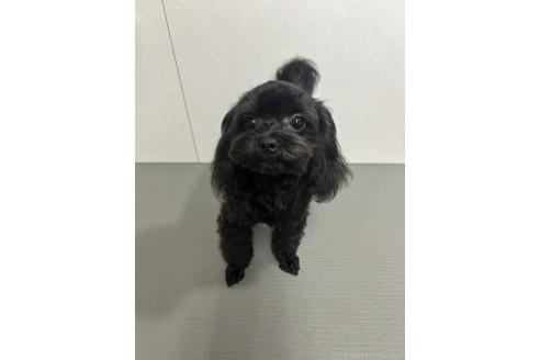 販売中の神奈川県のミックス犬-394789の6枚目