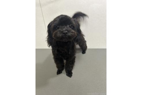販売中の神奈川県のミックス犬-394789の5枚目