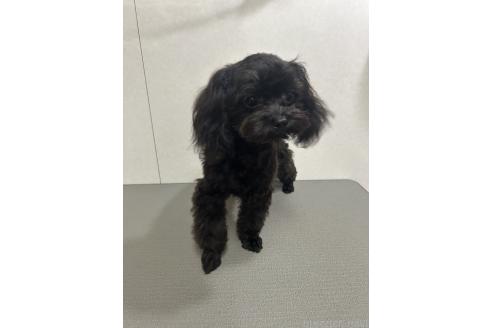 販売中の神奈川県のミックス犬-394789の4枚目
