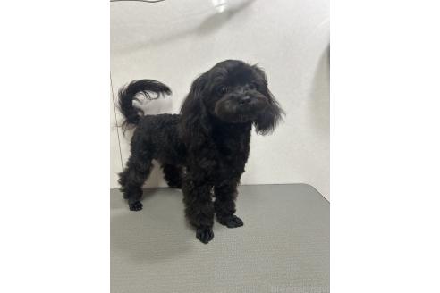 販売中の神奈川県のミックス犬-394789の3枚目