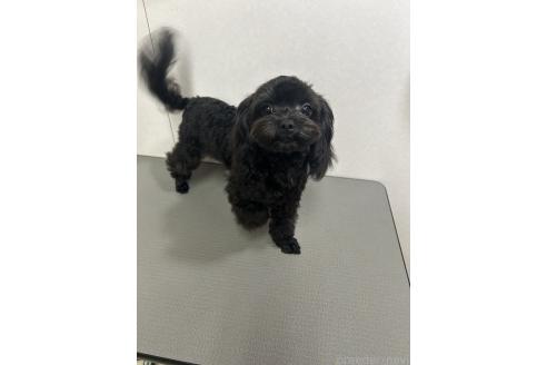 販売中の神奈川県のミックス犬-394789の2枚目