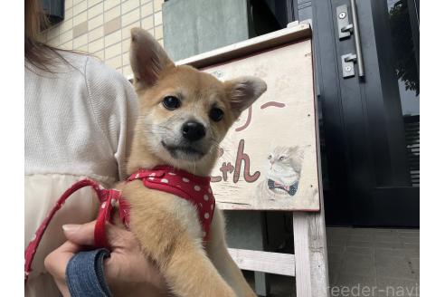販売中の埼玉県のミックス犬-372853の4枚目