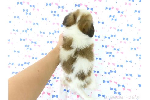 販売中の千葉県のパピヨン-391542の11枚目