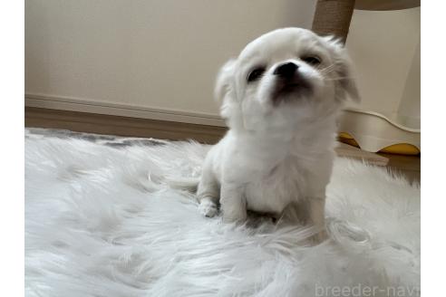 販売中の埼玉県のミックス犬-377176の2枚目