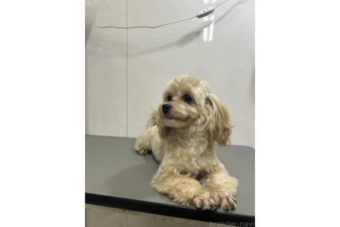 販売中の神奈川県のミックス犬-394790の7枚目