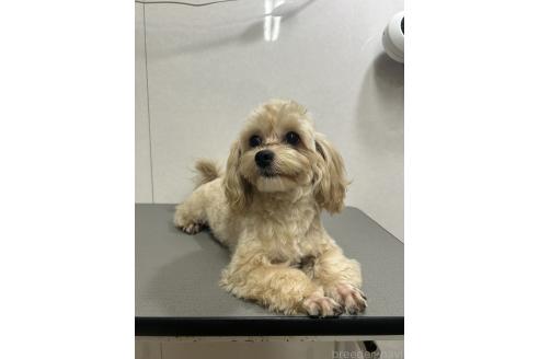 販売中の神奈川県のミックス犬-394790の6枚目