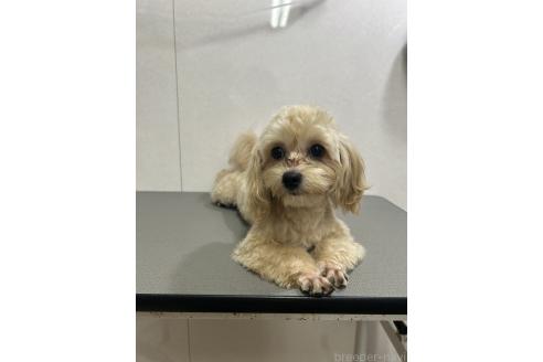 販売中の神奈川県のミックス犬-394790の5枚目