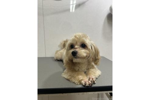 販売中の神奈川県のミックス犬-394790の4枚目