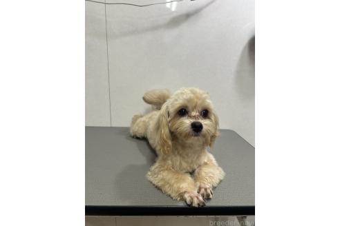 販売中の神奈川県のミックス犬-394790の3枚目