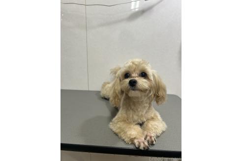 販売中の神奈川県のミックス犬-394790の2枚目