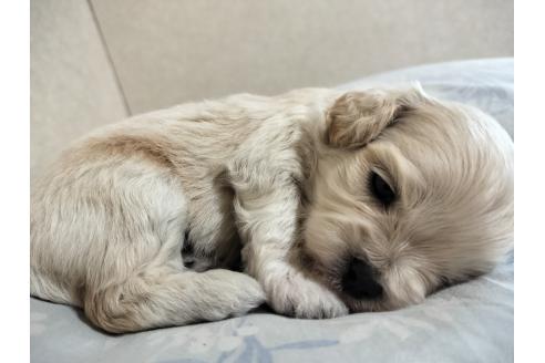 成約済の栃木県のミックス犬-392203の1枚目