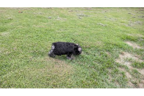 成約済の熊本県のミニチュアシュナウザー-384981の9枚目