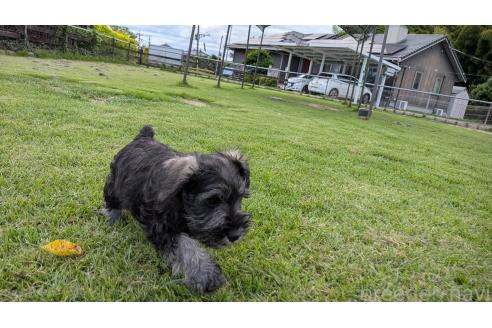 成約済の熊本県のミニチュアシュナウザー-384981の8枚目