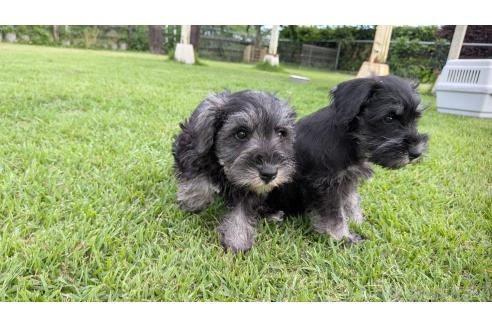 成約済の熊本県のミニチュアシュナウザー-385754の6枚目