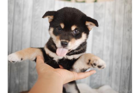 販売中の福岡県の柴犬-394834の2枚目