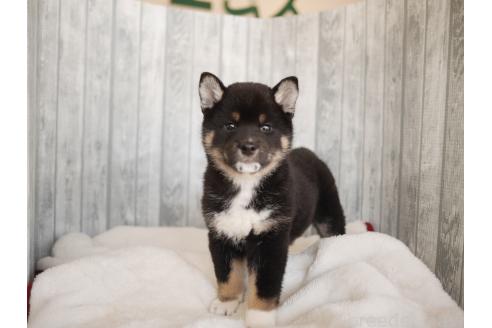 販売中の福岡県の柴犬-394835の2枚目