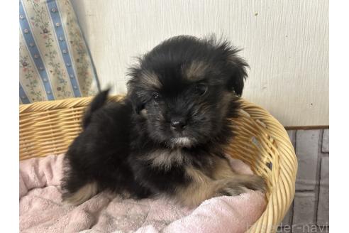 販売中の岡山県のミックス犬-386074の2枚目