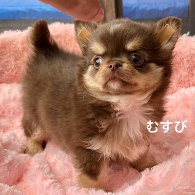 販売中の群馬県のチワワ(ロングコート)-394407
