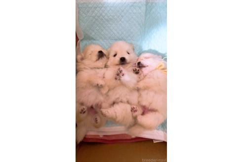 販売中の岡山県のポメラニアン-393048の7枚目