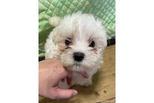 販売中の静岡県のマルチーズ-389319