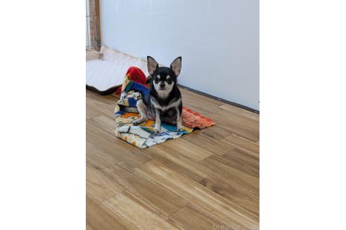 イチゴちゃん1枚目