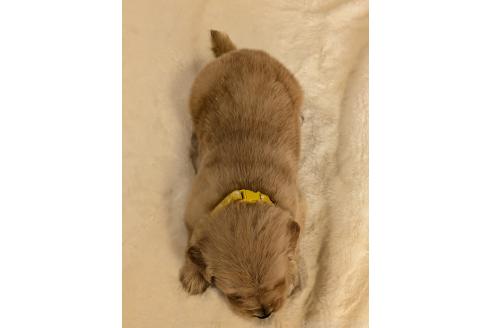 販売中の香川県のゴールデンレトリーバー-394674の6枚目
