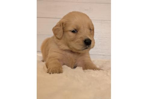 販売中の香川県のゴールデンレトリーバー-394672の2枚目
