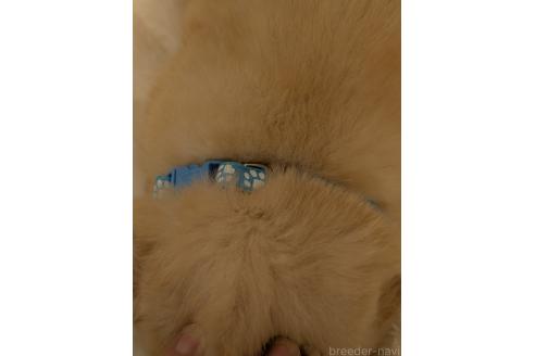 販売中の香川県のゴールデンレトリーバー-394670の2枚目