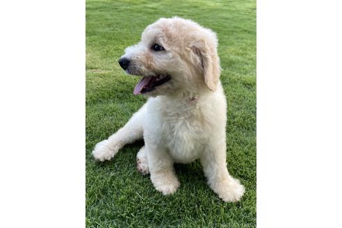販売中の茨城県のゴールデンドゥードル:ゴールデンレトリーバー×プードル-389278の19枚目