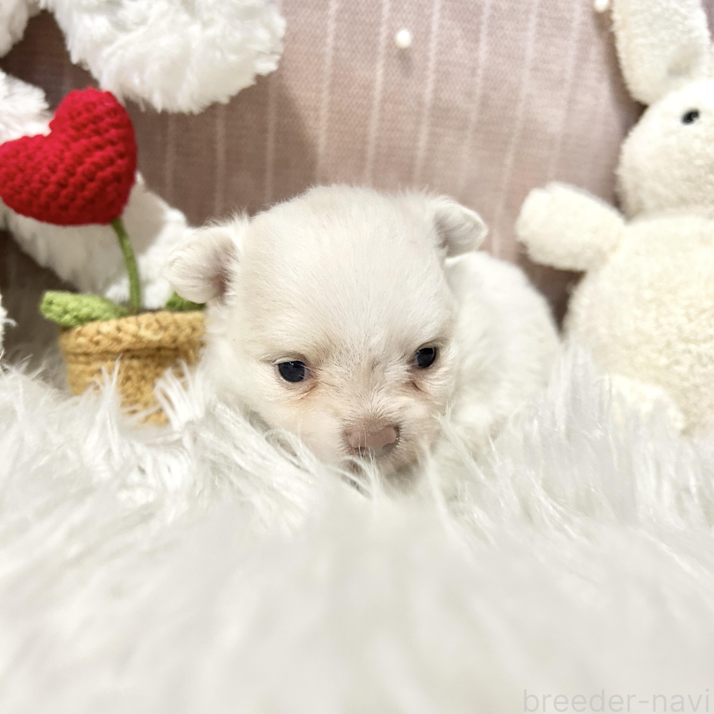 販売中の栃木県のポメチワ:ポメラニアン×チワワ-394872の2枚目