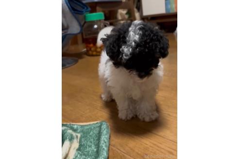 販売中の茨城県のトイプードル-392343の3枚目