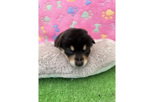 販売中の千葉県のミックス犬-394885の5枚目