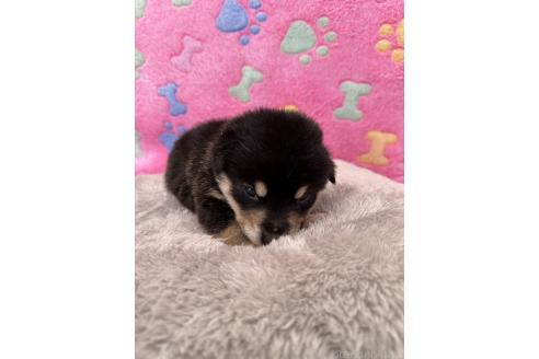 販売中の千葉県のミックス犬-394885の4枚目