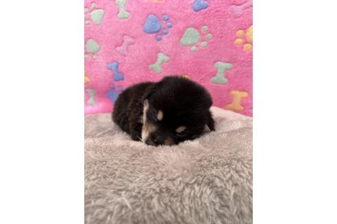 販売中の千葉県のミックス犬-394885の2枚目