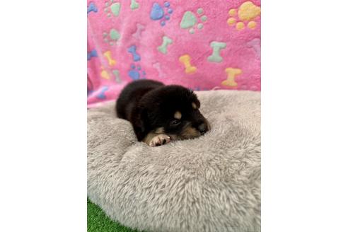 販売中の千葉県のミックス犬-394887の5枚目