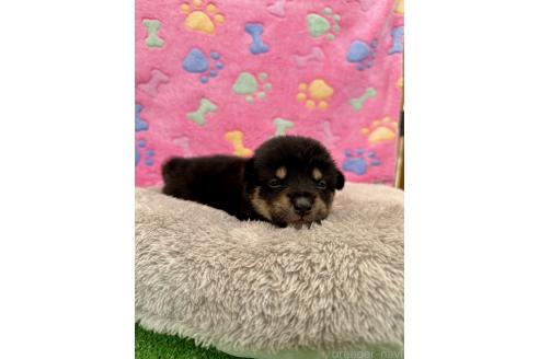 販売中の千葉県のミックス犬-394887の4枚目