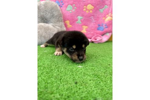 販売中の千葉県のミックス犬-394887の3枚目