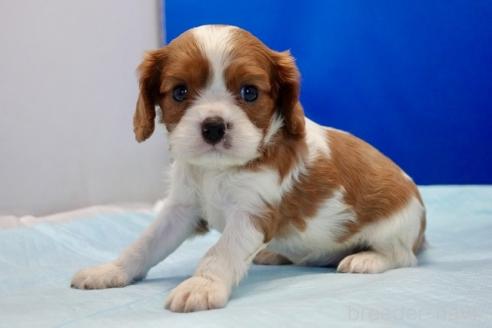 販売中の愛知県のキャバリアキングチャールズスパニエル-394889の3枚目