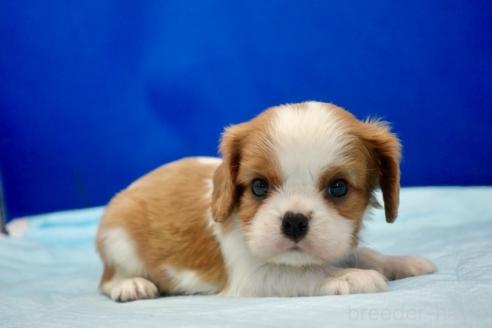 販売中の愛知県のキャバリアキングチャールズスパニエル-394890の4枚目